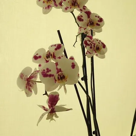 公寓 Antica Karalis 卡利亚里