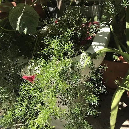 Antica Karalis * 卡利亚里